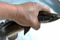 Umpan Mancing Ikan Gabus Terbukti Jitu Dalam Menangkap Ikan Gabus Ganas