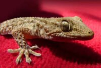 7 Solusi dan Cara Menyingkirkan Tokek di Rumah dengan Mudah