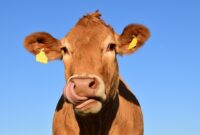 Ciri hewan yang layak qurban menurut sunnah nabi