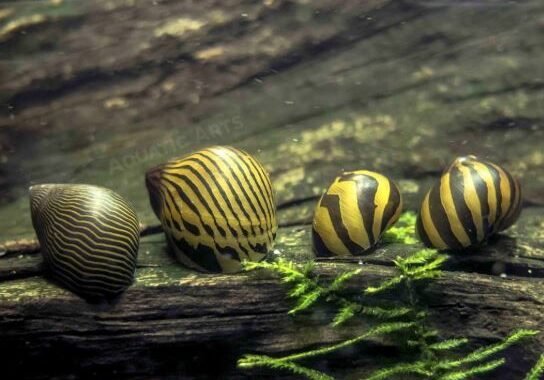 Jenis Keong Hias