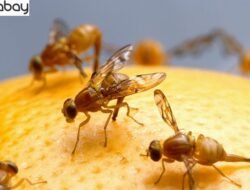 6 Cara Membasmi Lalat Buah pada Tamanan Cabe