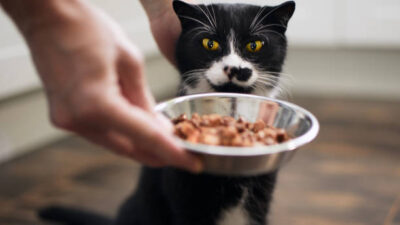Kucing Tidak Mau Makan