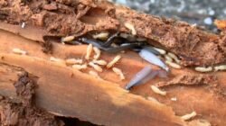 Pagar Kayu di Area Rumah Bisa Menjadi Titik Awal Risiko Rayap